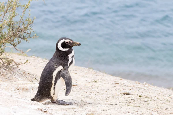 Pinguim-de-magalhães. Colônia de pinguins Caleta Valdes, Patagônia, Arg — Fotografia de Stock