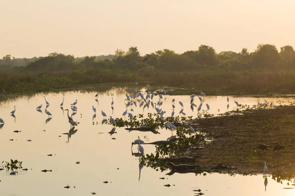 Güzel Pantanal manzara, Güney Amerika, Brezilya — Stok fotoğraf