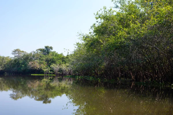 Panoráma a Pantanal, brazil vizes terület. — Stock Fotó