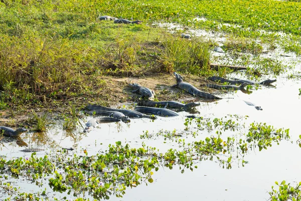 美しいパンタナール風景、南アメリカ、ブラジル — ストック写真