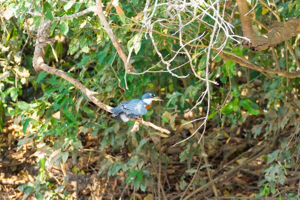 Kingfisher annelé sur la nature à Pantanal, Brésil — Photo