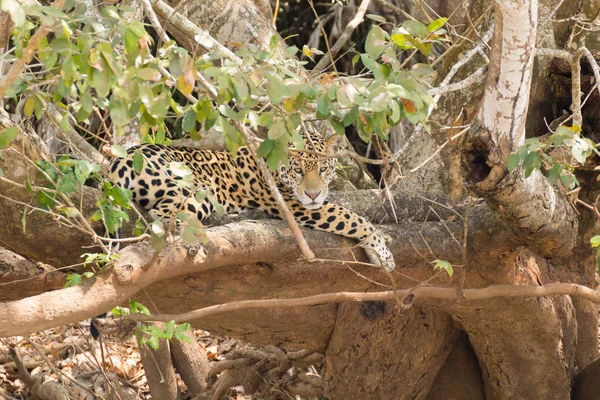 Jaguar з Пантанал, Бразилія — стокове фото