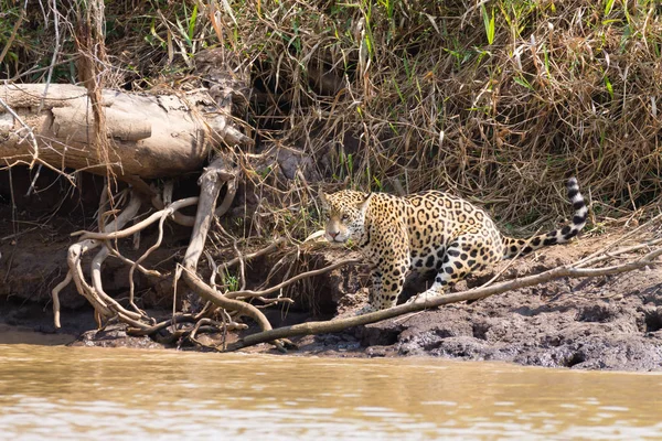 Jaguar Pantanal, Brezilya — Stok fotoğraf