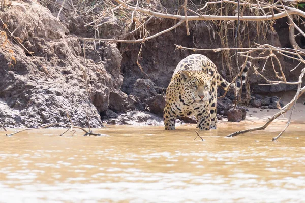 Jaguar da Pantanal, Brazil — Foto Stock