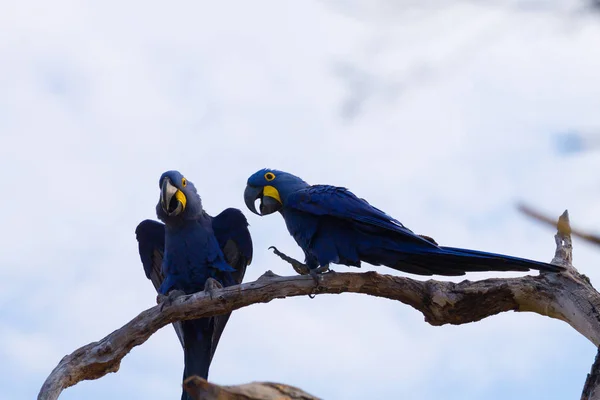 Couple of Hyacinth macaw, Brazilian wildlife
