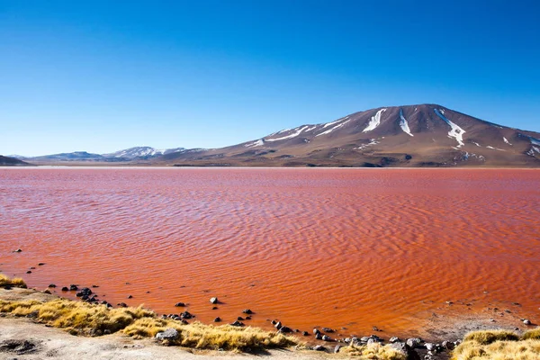 Laguna Colorada view, Bolívia — Fotografia de Stock