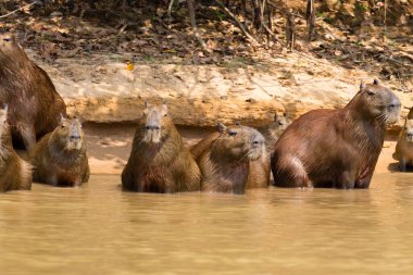 Capibara sürüsü Pantanal, Brezilya
