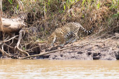 Jaguar Pantanal, Brezilya