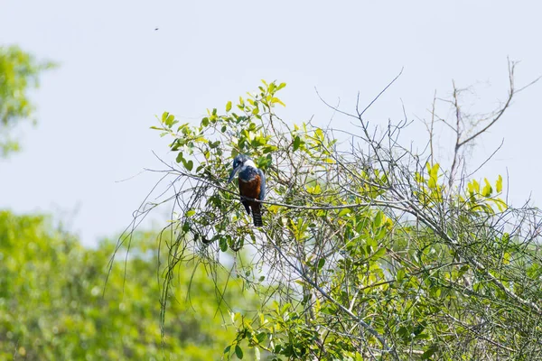 Zimorodek zaobrączkowanych na charakter w Pantanal, Brazylia — Zdjęcie stockowe