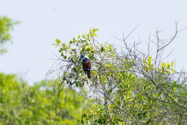 Ringed martin pescatore sulla natura a Pantanal, Brasile — Foto Stock