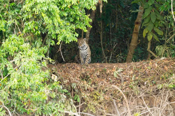 Jaguar Pantanal, Brezilya — Stok fotoğraf