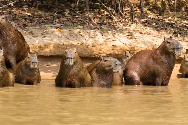 Wasserschweinherde aus Pantanal, Brasilien — Stockfoto