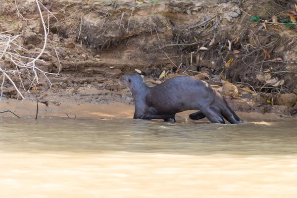 ブラジル ・ パンタナールから巨大なカワウソ — ストック写真