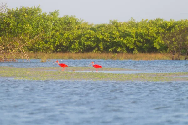 Scarlet ibis del Lencois Maranhenses National Park, Brasile . Foto Stock