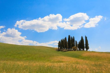 Val d'Orcia selvi görünümü