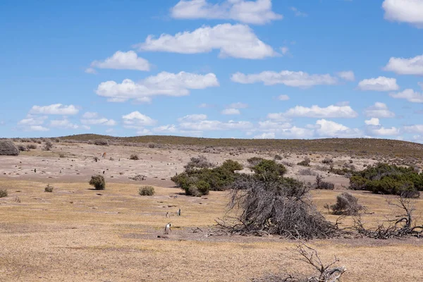 Vista de la colonia de pingüinos Punta Tombo, Patagonia, Argentina — Foto de Stock