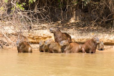 Herd of Capybara from Pantanal, Brazil clipart