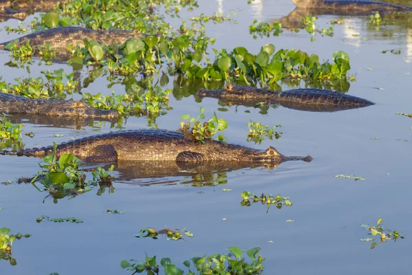 카이만 Pantanal, 브라질에 떠 있는 — 스톡 사진