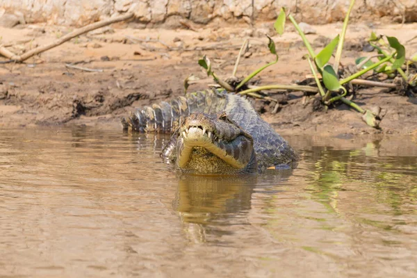 Caiman flutuando no Pantanal, Brasil — Fotografia de Stock
