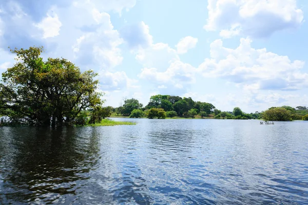 Panorama dalla foresta pluviale amazzonica, regione umida brasiliana . Immagine Stock