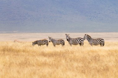 Zebras in a row on Ngorongoro Conservation Area crater, Tanzania. African wildlife clipart