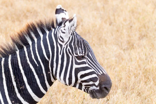 Zebra Közeledik Ngorongoro Természetvédelmi Terület Kráter Tanzánia Afrikai Vadvilág — Stock Fotó