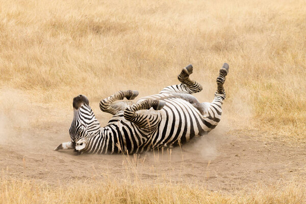 Zebra that is rolling on the ground. Ngorongoro crater, Tanzania. African wildlife