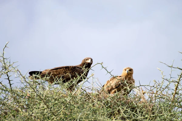 Águilas Tawny Cerca Parque Nacional Del Serengeti Tanzania África Vida —  Fotos de Stock