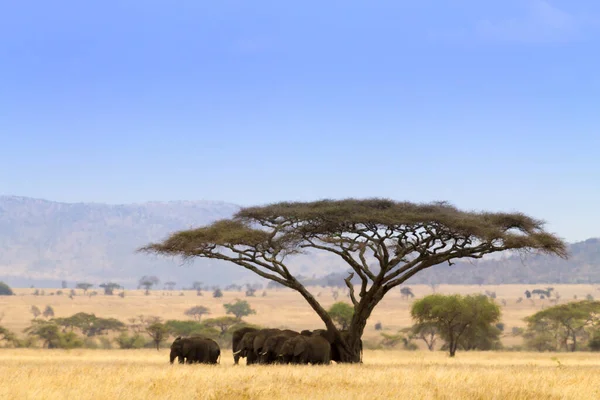 Εθνικό Πάρκο Serengeti Τοπίο Τανζανία Αφρική Αφρικανικό Πανόραμα — Φωτογραφία Αρχείου