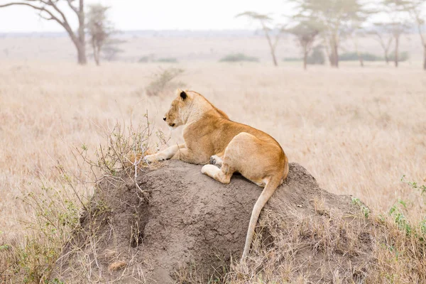 Löwin Aus Nächster Nähe Serengeti Nationalpark Tansania Afrikanische Tierwelt — Stockfoto