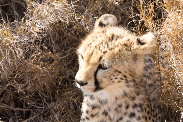 Çita Yavrusu Serengeti Ulusal Parkı Tanzanya Afrika Vahşi Yaşamı — Stok fotoğraf