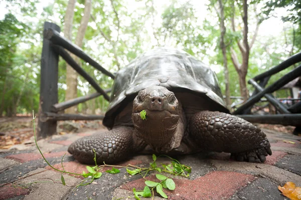 Tartaruga Gigante Aldabra Área Conservação Zanzibar Tanzânia Vida Selvagem Africana — Fotografia de Stock