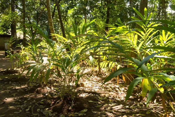 Cardamom Cultivation Zanzibar Tanzania Spices Cultivation Natural Food — Stock Photo, Image