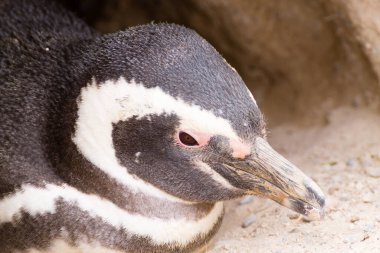 Caleta Valdes penguen kolonisinden Macellan pengueni, Patagonya, Arjantin. Arjantin yaban hayatı