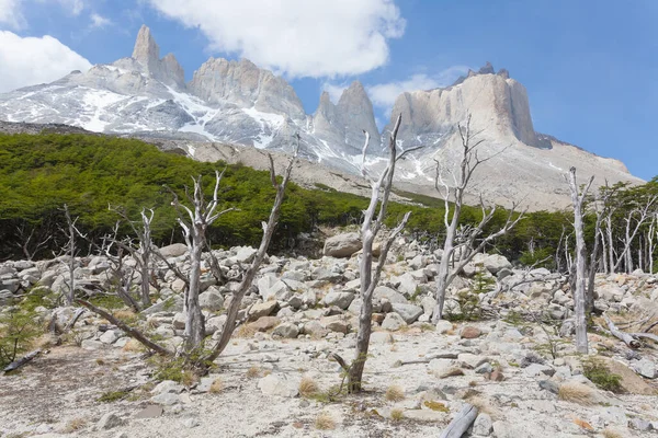Verbrand Bos French Valley Torres Del Paine National Park Chili — Stockfoto
