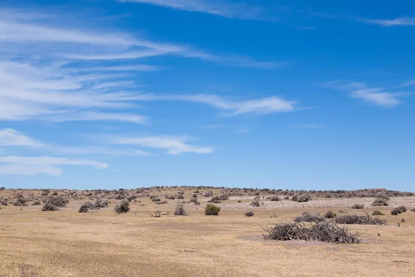 Vista Colonia Pingüinos Punta Tombo Paisaje Patagonia Argentina — Foto de Stock