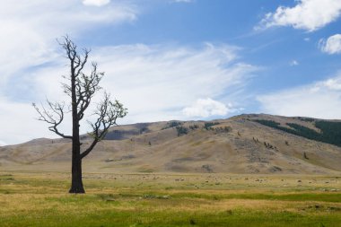 Moğolistan 'daki Altai Tavan Bogd Ulusal Parkı' ndan manzara. İzole edilmiş ağaç