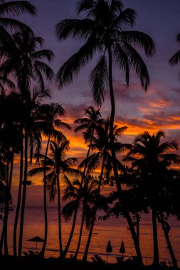 Palmiye ağaçları, Las Terrenas, Samana, Dominik Cumhuriyeti 'ndeki Atlantik Okyanusu üzerinde günbatımının renkli gölgelerinde. 