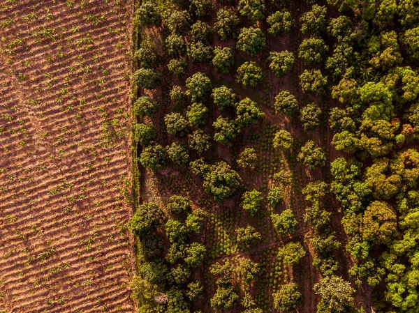 Dominik Cumhuriyeti, Bani 'de günbatımında mango ağaçlı bahçelerin insansız hava aracı görüntüsü