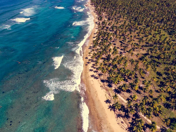 도미니카 공화국의 에스메랄다 해변에서 야자나무와 해변의 — 스톡 사진