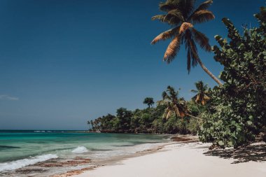 Samana, Dominik Cumhuriyeti 'nde palmiye ağaçları olan cennet plajı 
