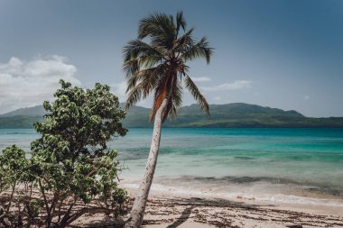 Samana, Dominik Cumhuriyeti 'nde palmiye ağaçları olan cennet plajı 