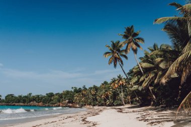 Samana, Dominik Cumhuriyeti 'nde palmiye ağaçları olan cennet plajı 