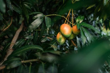 Bani, Dominik Cumhuriyeti 'nde gün batımında büyük mangoları yakından gören mango ağaçları. 