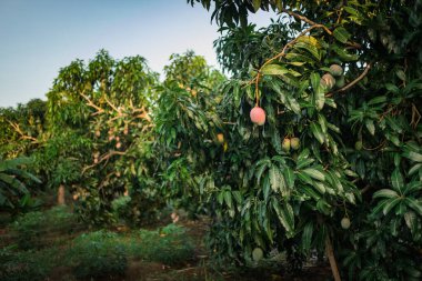 Bani, Dominik Cumhuriyeti 'nde gün batımında büyük mangoları yakından gören mango ağaçları. 