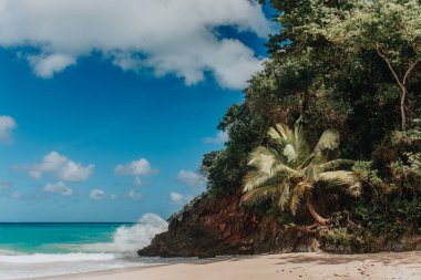Samana, Dominik Cumhuriyeti 'nde palmiye ağaçları olan cennet plajı 