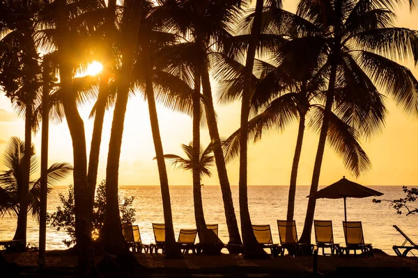 Silhouette of palm trees and beach beds at sunset on the paradise beach in Las Terrenas, Dominican Republic