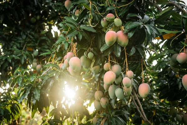 Alberi Mango Con Vista Ravvicinata Sui Grandi Manghi Tramonto Bani Immagini Stock Royalty Free