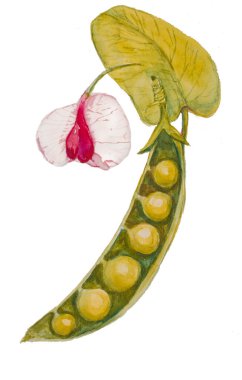 Açık bezelye kabuğu ve çiçeğin suluboya çizimi