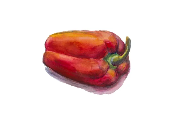 Aquareltekening Van Rode Paprika — Stockfoto